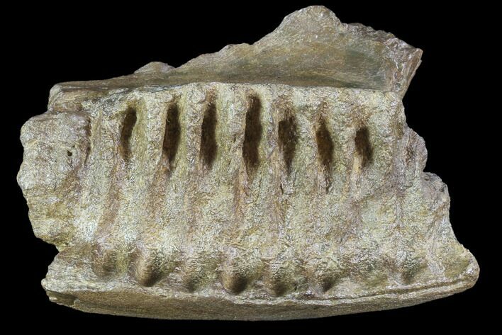 Edmontosaurus (Duck-Billed Dinosaur) Jaw Section #87938